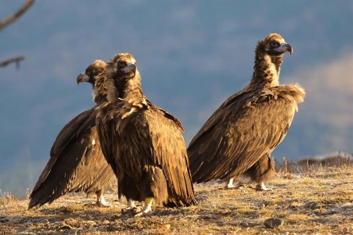 Endesa colabora con la ONG Trenca para alimentar al buitre negro en el Pallars Juss (Lleida)