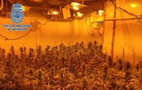 Desmantelado un cultivo de cannabis con más de 400 plantas y un detenido en el Puerto de Santa María (Cádiz)