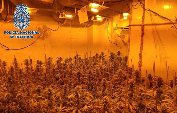 Desmantelado un cultivo de cannabis con más de 400 plantas y un detenido en el Puerto de Santa María