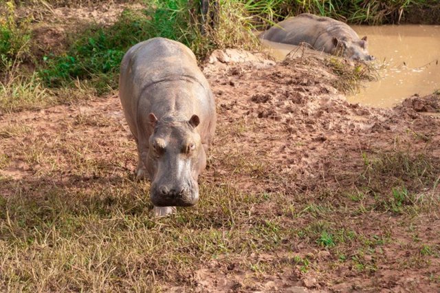 Hipopótamos en Colombia