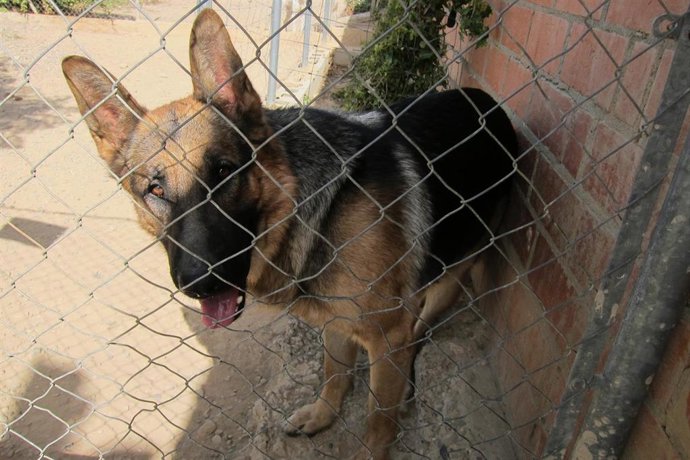 Archivo - El Centro de Protección Animal de Zaragoza lanza un curso para concienciar de la responsabilidad de tener una mascota.