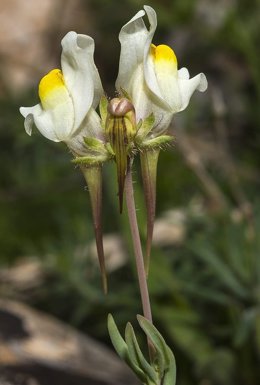 Un estudio determina la existencia de 'Linaria subbaetica', una nueva especie floral en Córdoba