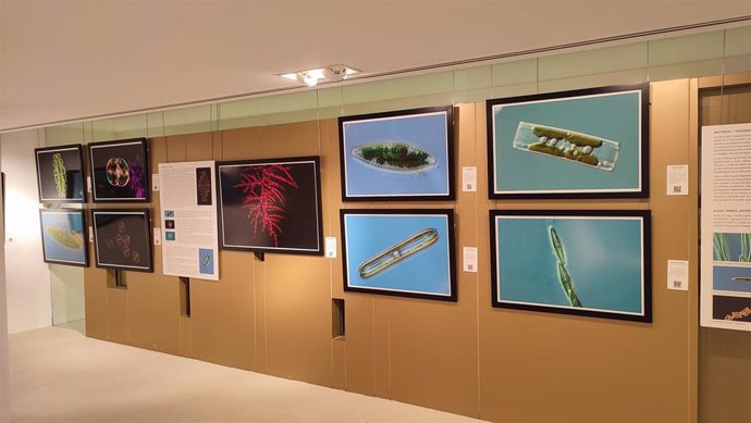 La exposición 'Tesoros de las turberas' del Instituto de Estudios Riojanos se exhibe en Santo Domingo de la Calzada