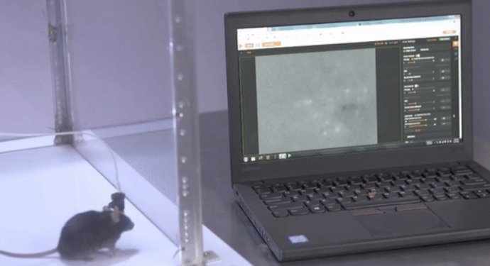 Ratón empleado en el estudio sobre la enfermedad de Alzheimer que lleva una minicámara conectada a su cabeza
