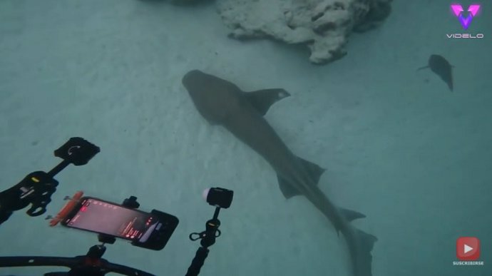 Buceador se encontró con un enorme tiburón de dos metros malherido