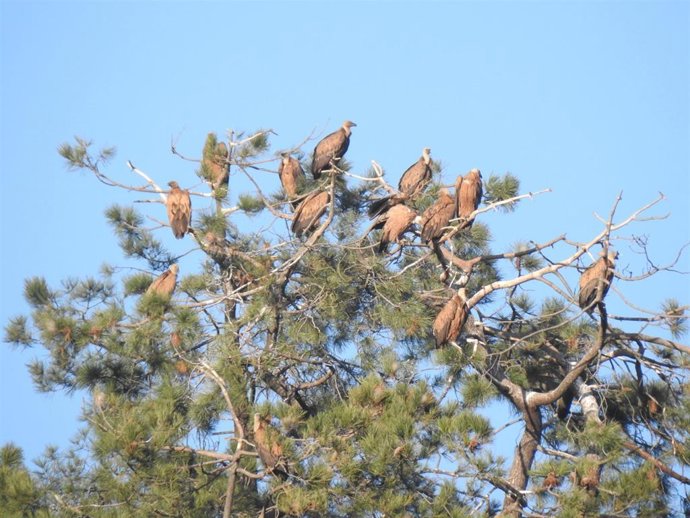 Buitres leonados en el Parque Natural Sierra de Aracena y Picos de Aroche (Huelva).