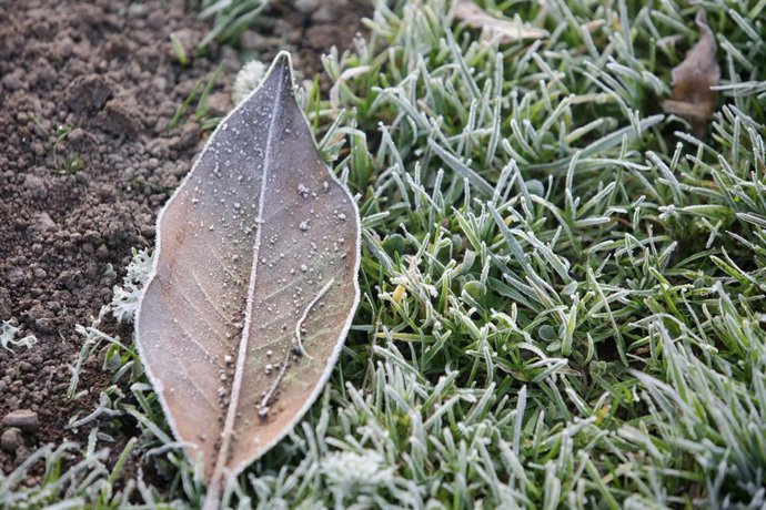 Hoja y césped helados