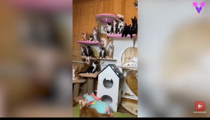 Una criadora de gatos rusa captó a sus 24 felinos persiguiendo un juguete de forma sincronizada