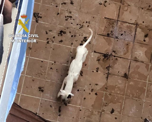 Perro rescatado por la Guardia Civil en Alhendín (Granada) ante su mal estado.
