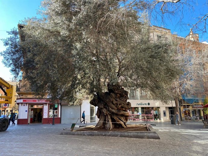 El Olivo de Cort, frente al Ayuntamiento de Palma.