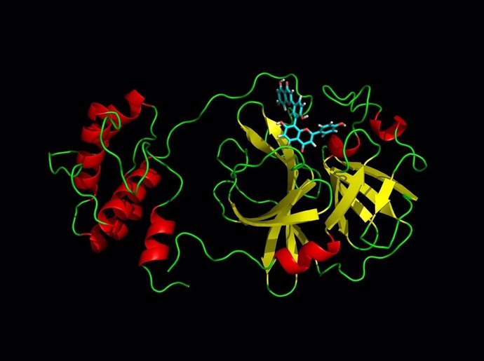 Descubiertos por cribado virtual unos compuestos naturales que inhiben la proteasa principal del virus SARS-CoV-2.