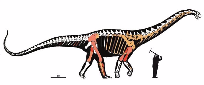 Silueta de Abditosaurus kuehnei, en la que se muestran en distintos colores los restos excavados en distintas campañas de excavación. El color rosa claro corresponde a fósiles excavados en el siglo pasado y que se han perdido.