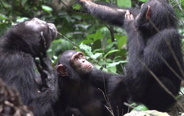 Los tres chimpancés Suzee, Sassandra y Olive viven en el parque nacional de Loango en Gabón. El proyecto de chimpancés Ozouga  ha observado, por primera vez,  chimpancés aplican insectos a sus heridas.