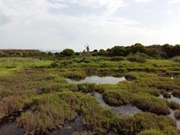 Zona húmeda de Ses Fontanelles.