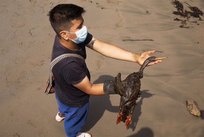 Un ave muerta e impregnada del petróleo vertido en la refinería La Pampilla de Repsol en Perú
