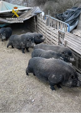 La Guardia Civil desmantela una granja ilegal de cría de cerdos vietnamitas en Águilas