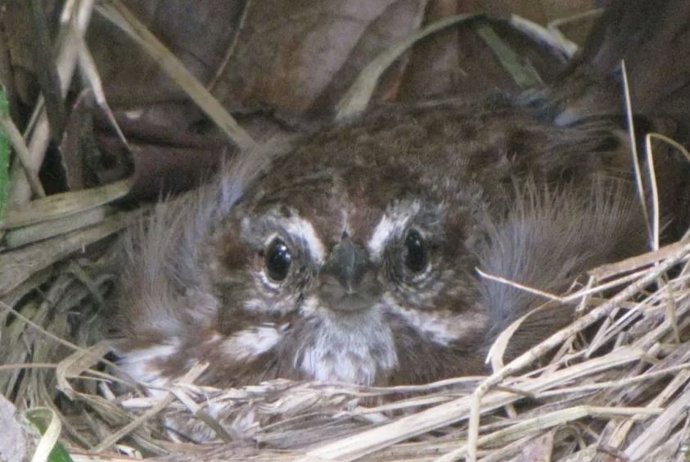 El miedo que inspiran los depredadores puede reducir las tasas de crecimiento de la población de presas.