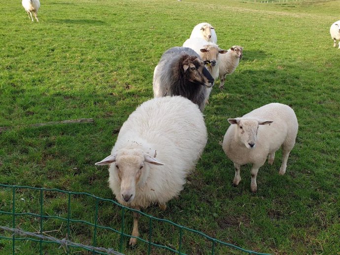 Ovejas en Asturias