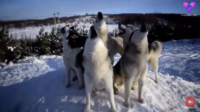 Este grupo de huskys aulló el "cumpleaños feliz" a un miembro de la camada