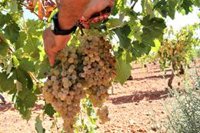 El BOE publica la prórroga de las autorizaciones de viñedo, que vencían en 2021