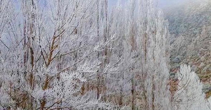 Archivo - árboles helados