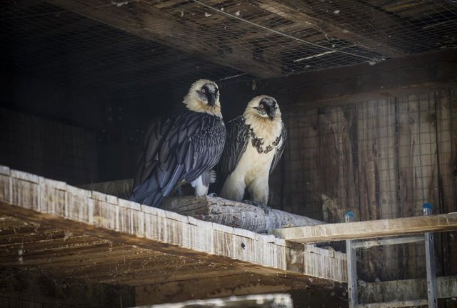 Archivo - Una pareja de quebrantahuesos en el centro de cría Guadalentín.