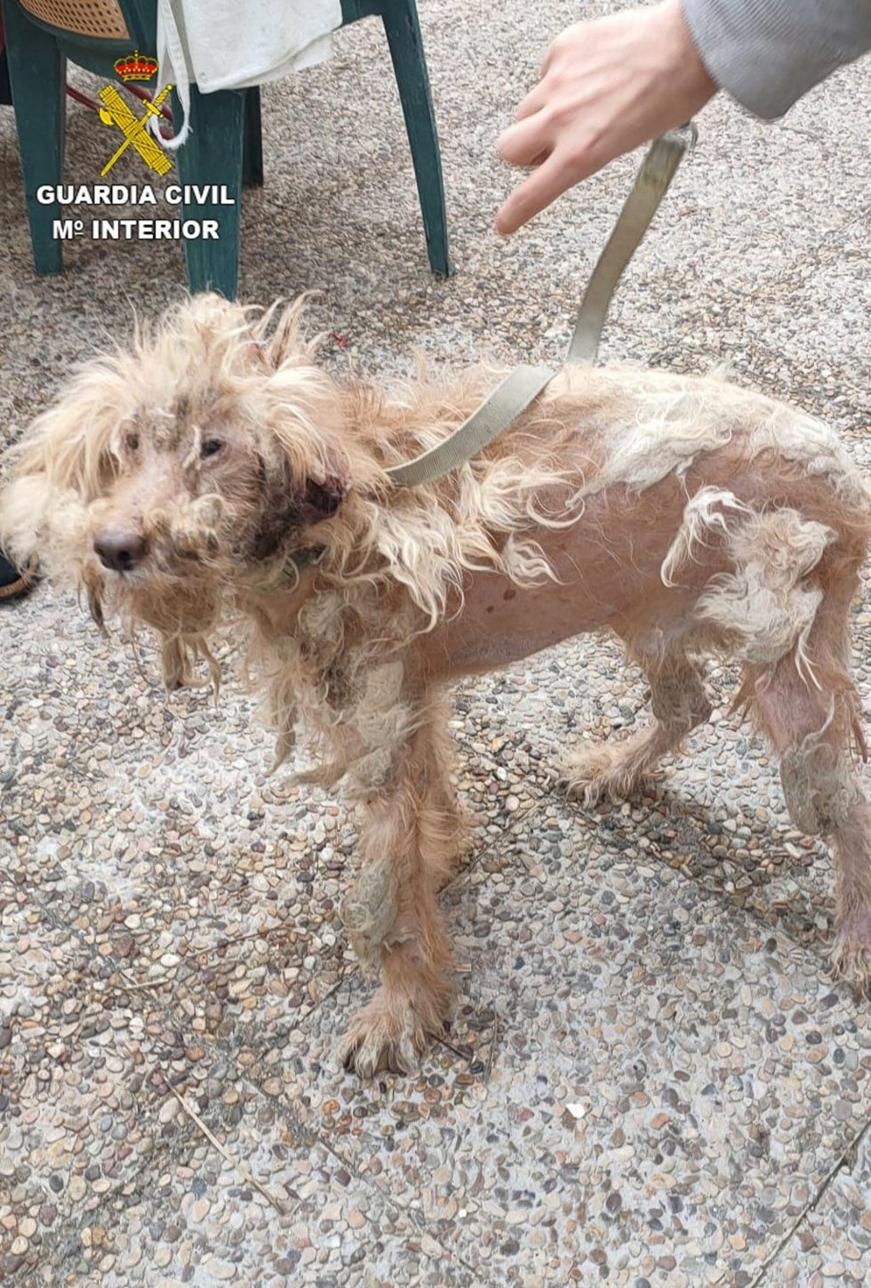 Perro que presentaba heridas y laceraciones en el cuerpo por el que ha sido investigado un hombre en Villamiel de Toledo