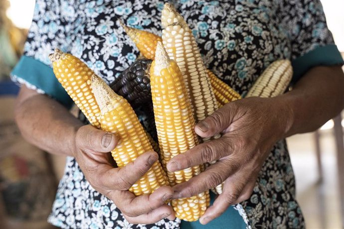 Una mujer sujeta unas mazorcas de maíz en Guatemala.