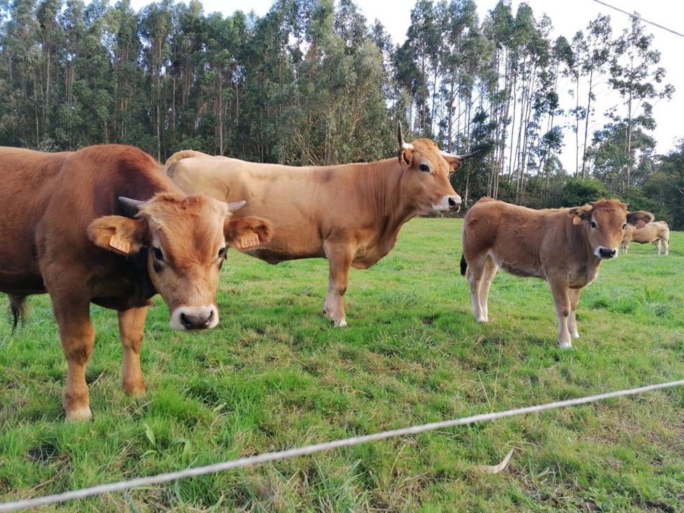 Archivo - Vacas. Rural. PAC. Campo.