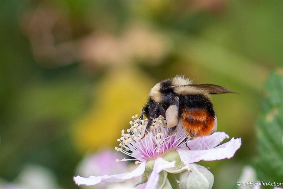 Archivo - El objetivo del proyecto es aumentar la biodiversidad del paisaje para mitigar la crisis de los polinizadores.