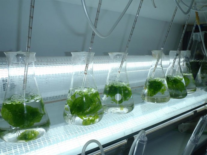 Archivo - Ensayos con algas