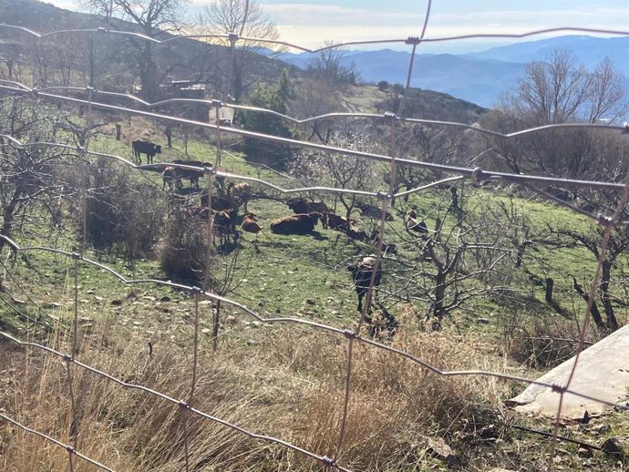 Algunas de las vacas identificadas que han causado destrozos en Bayárcal (Almería).