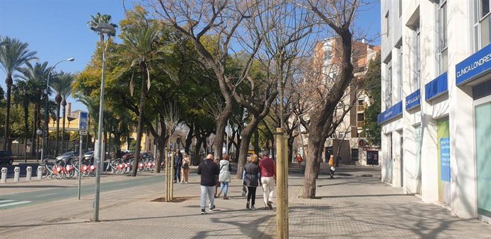 Plantación de nuevos árboles en el entorno del trazado de ampliación del tranvía por Nervión.