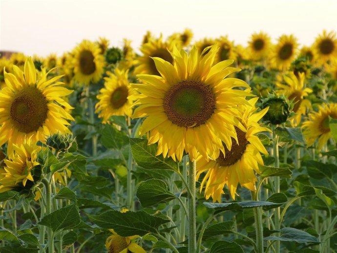 Archivo - Un campo de girasoles.