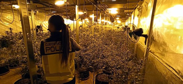 Desarticulado un grupo criminal dedicado al tráfico de marihuana a gran escala en la provincia