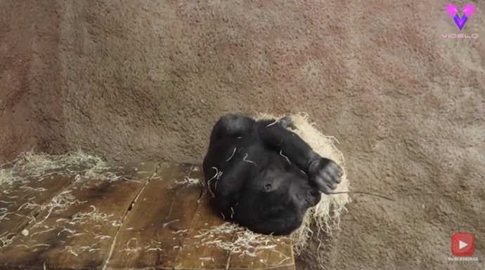 El berrinche de este gorila se asemeja al de un niño