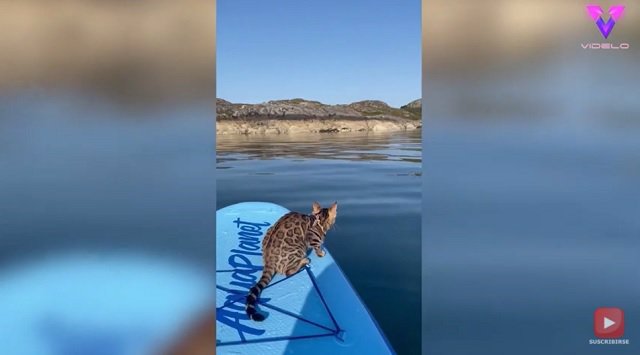 Esta gata practica paddle-surf con su dueña