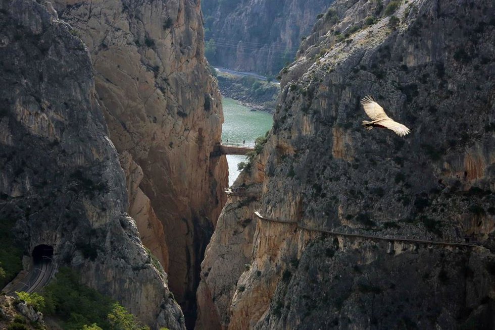 Archivo - Un ave vuela por el entorno del Caminito del Rey de Málaga