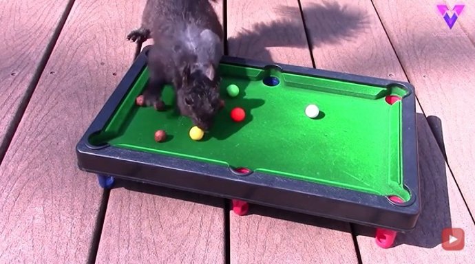Estas inteligentes ardillas saben tocar el piano y jugar al billar