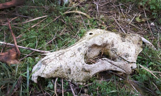 Archivo - PACMA destapa otro zulo de galgos muertos "ahorcados, asfixiados y con un tiro" en una antigua yesera de Valladolid