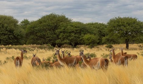 Comunicados Latinoamérica
