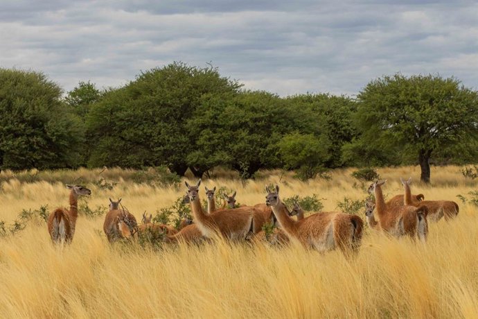 Además de ciervos colorados, se observan guanacos, jabalíes.