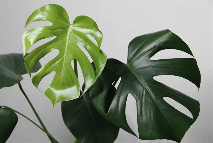 La costilla de Adán, la planta perfecta para un leo