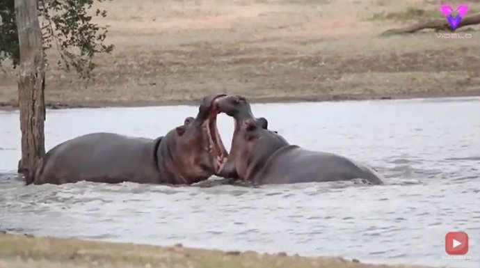 Turistas captaron la pelea entre dos hipopótamos