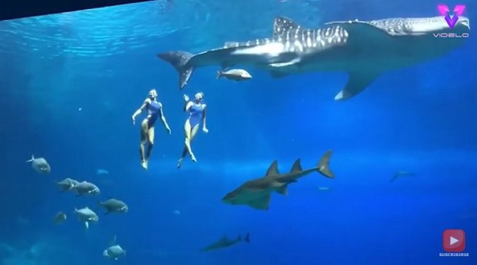 Natación sincronizada entre tiburones ballena