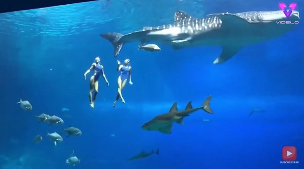 Natación sincronizada entre tiburones ballena