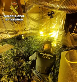 Plantación de marihuana indoor en una casa de Tomiño (Pontevedra)