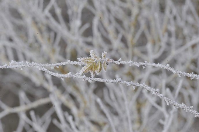 Vegetación helada.