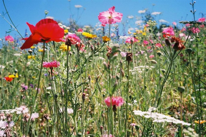 Exposición 'Asilvestrada', de Rosa Codina