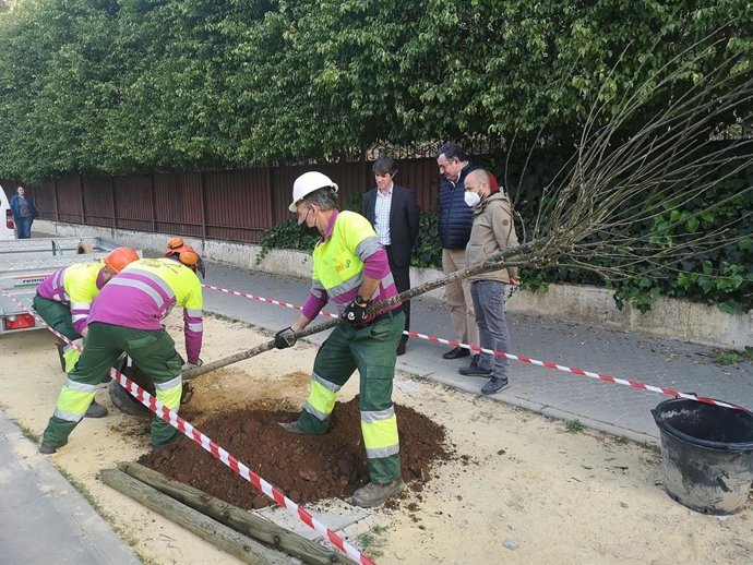 El delegado de Transición Ecológica del Ayuntamiento de Sevilla, David Guevara, presente en la plantación de árboles en la Avenida de la Palmera.